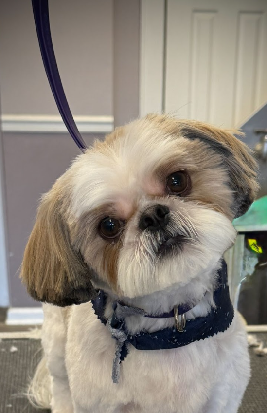 Comfort-first grooming experience